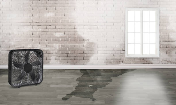 Best Water damage restoration near me  in Cuba, MO